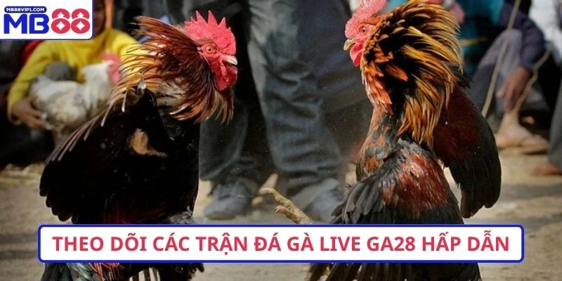 Theo dõi các trận đá gà live ga28 hấp dẫn